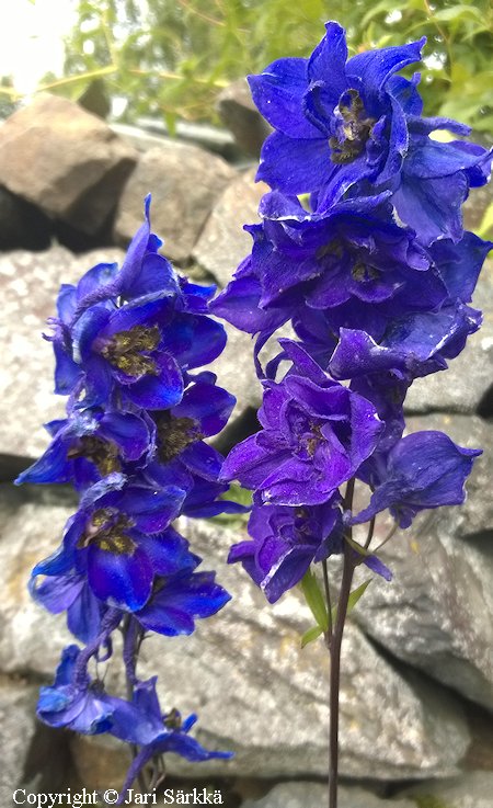 Delphinium Elatum-Ryhmä 'Black Knight', jaloritarinkannus